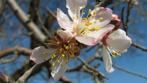Badem Ağacı Ocak Ayında Çiçek Açtı