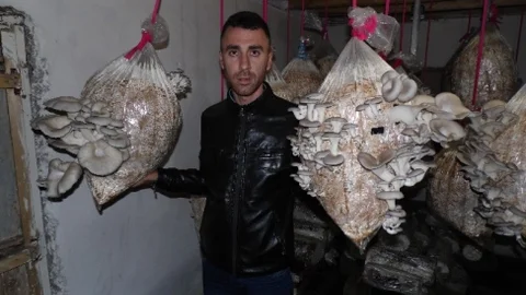 Adıyaman'da İstiridye Mantarı Üreticisi Destek Bekliyor
