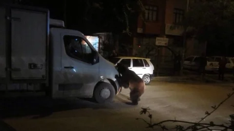 Sirkten Kaçan Ayı Korkuttu