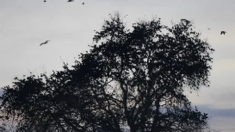 Martılar Sığırcıkları Rahat Bırakmadı