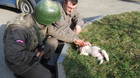 Annesini Kaybeden Yavru Köpeğe Jandarma'dan Şefkat Eli