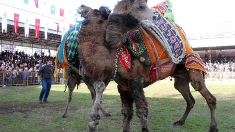 Kumluca'da Deve Güreşi Heyecanı
