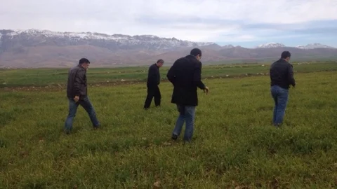 Silopi'de Don Olayları Buğday Sararmasına Neden Oldu