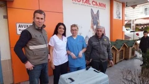 Tedavisi Tamamlanan Yaralı Karaca Doğal Yaşam Alanına Salındı