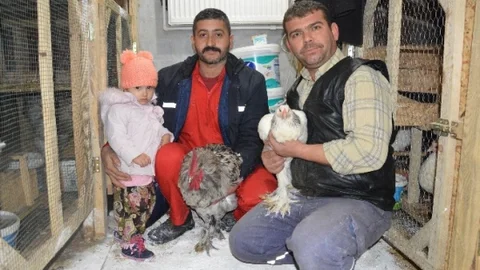 (Özel Haber) - Dünyanın Tavuklarını Burada Yetiştiriliyor