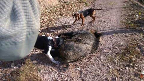 Aç Kalan Domuzlar Köylere İndi