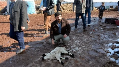 Yanlış İlaç Kullanımından 120 Koyun Telef Oldu