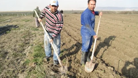 Karaman'da Şakayık Çiçeği Yetiştirilecek