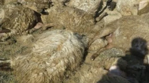 Kurtlar Ağıldaki 25 Koyunu Telef Etti