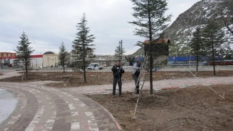 Ağaçları Kesmek Yerine 10 Kilometre Uzaklıktaki Parka Taşıdılar