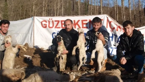 Sinop'ta Koyunları Telef Olan Üreticiler Yardım Bekliyor