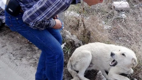 (Özel Haber) Yaralı Köpeği Sakinleştirip Tedaviye Götürdü