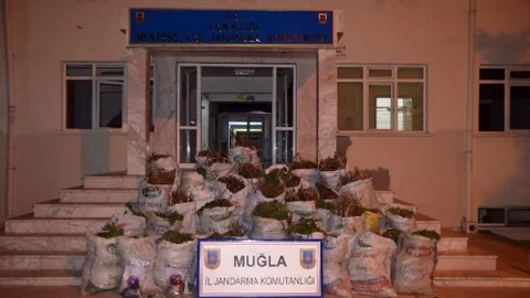 Jandarma 1 Yılda 831 Kilo Esrar Yakalandı