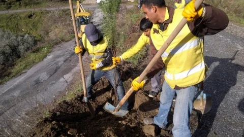 Büyükşehirden Palamutköy'e 500 Adet Fıstık Çamı