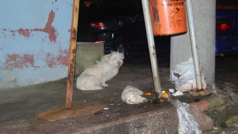 (Özel Haber) Ölen Yavrusunun Başında Yas Tuttu