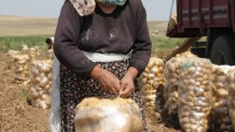 Soğuk Hava Ve Don Nedeniyle Patates Fiyatları Arttı