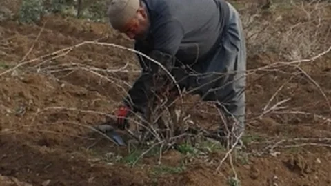 Bağbudama Başladı