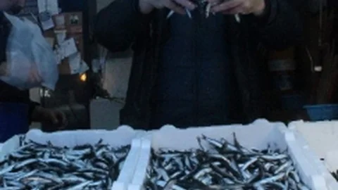 Hamsi'nin Ateşi Tezgahta DÜşmüyor