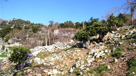 Ormanların ''altın bitkisi'' defne geçim kaynağı oldu