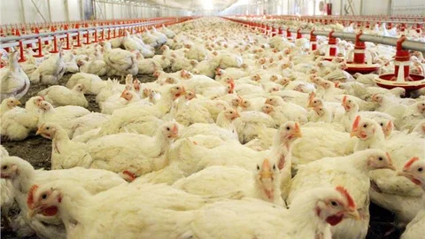 Elazığ'da tavuk üretimi kanatlandı