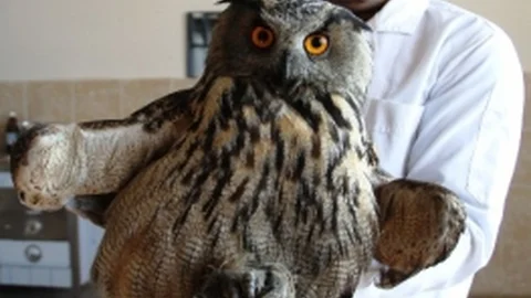 Lokman Hekim'den Avcılara Uyarı