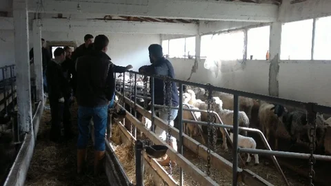 Koyunların Telef Olduğu Köy Karantina Altına Alındı