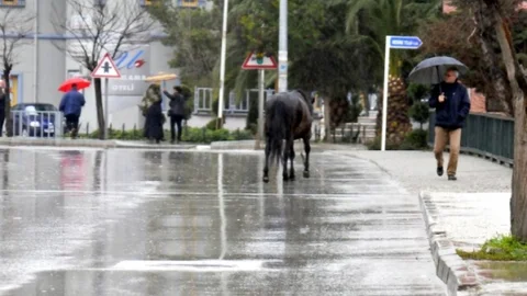 Başı Boş Atlar Trafiği Tehlikeye Sokuyor