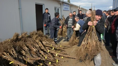 Yuntdağlı Çiftçilere 3 Bin Ceviz Fidanı Dağıtıldı