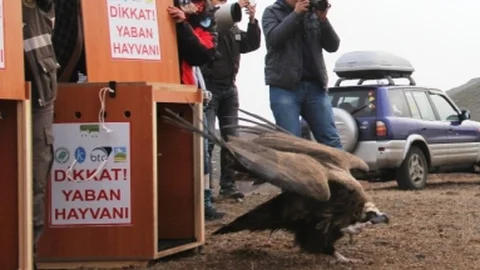 Zehirlenen Akbabalar Doğaya Bırakıldı