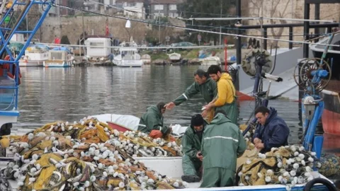 Sinop Limanı'nda “Oksail” Avı