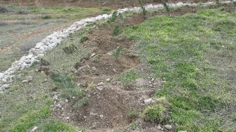 Kuruyan Fidanların Yerine Yenisi Dikiliyor