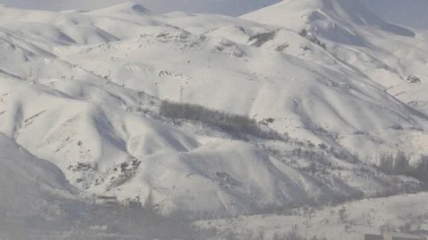 Aç Kurtlar Köydeki Köpekleri Parçaladı