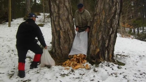 Hamsi Festivali Artıkları Yaban Hayvanlarına Yiyecek Oldu