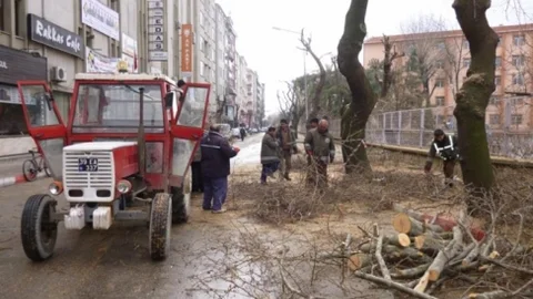 Kırklareli'nde Ağaçlara Bakım Ve Budama Çalışması Yapılıyor