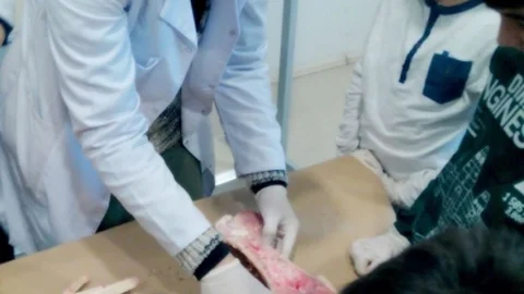 Geleceğin Doktorları Hayvan Kemiklerini Sıyırarak İskelet Sistemini Öğrendi