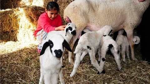Osmaniye'de koyun beşiz doğurdu