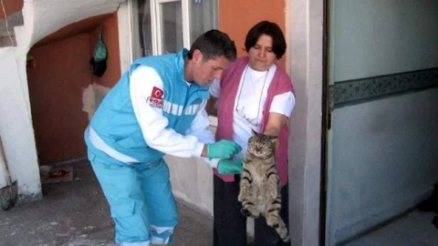 Donmak Üzere Olan 3 Sokak Kedisini Hayata Döndürdüler