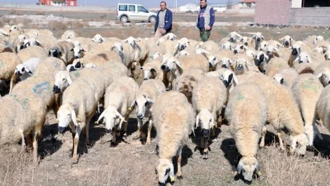 (Özel Haber) Çobanlara Eğitim Kursu Açılıyor