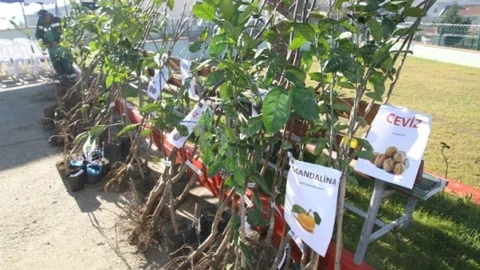 Kandıralı Çiftçiler Meyve Fidanlarını Aldı