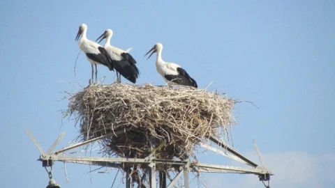 Baharı Müjdeleyen Leylekler Tuzluca'ya Geldi