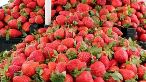 Samsat Çileği Tezgahlardı