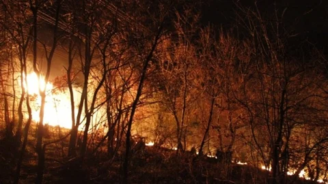 (Özel Haber)Yüksek Gerilim Hattının Kıvılcımı Ormanı Yaktı