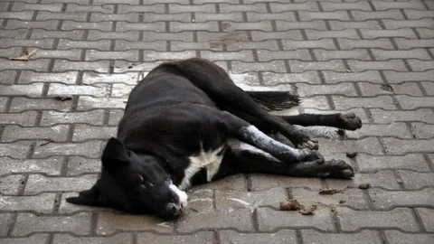 Köpek Yol Ortasında Saatlerce Can Çekişti