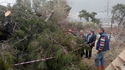 Dev Çam Ağacı İki Evin Üzerine DÜştü