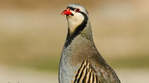 Şanlıurfa'nın “Şanlı Kuşları” Fotoğraf Sergisi