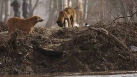 Edirne'de Er Meydanında Sokak Köpekleri Mahsur Kaldı
