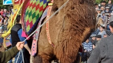 100 Bin Liralık Güreş Ağasını 2 Saniyede Yere Serdi