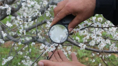 Mersin'de erik ağaçları çiçek açtı