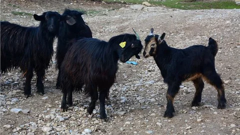 Üç ayaklı keçi görenleri şaşırtıyor