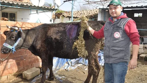 Gebe ineğin karnından 2 kilo halat çıktı
